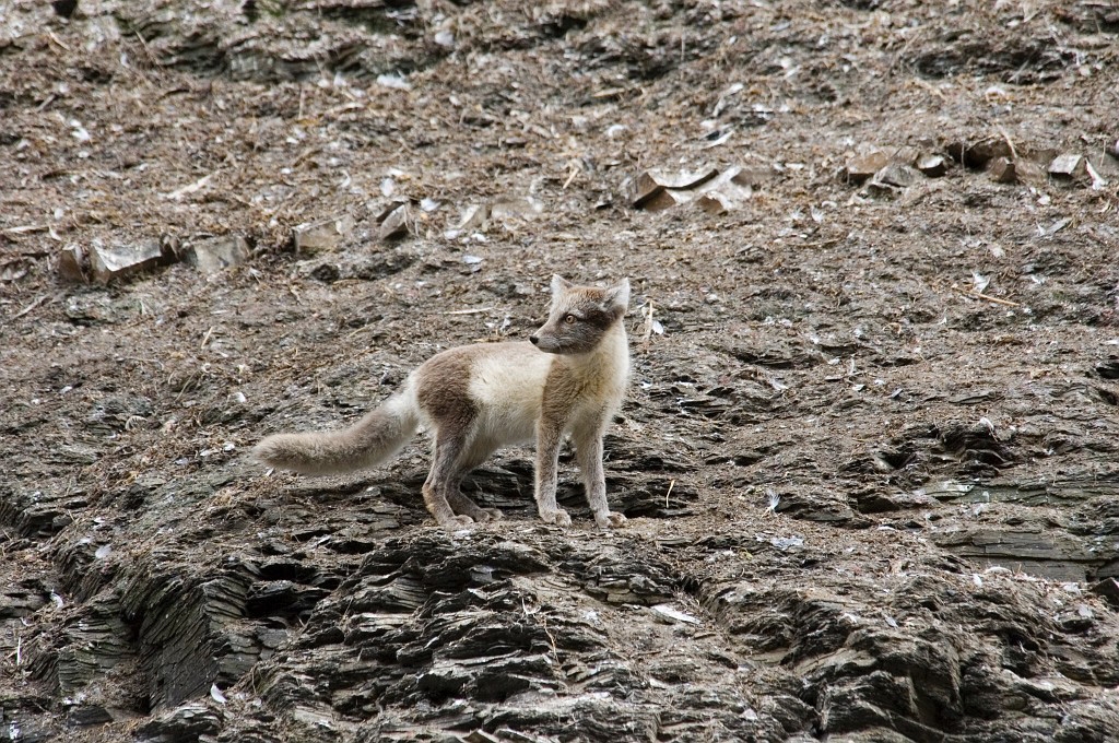 2907 Diskobukta Fjeldrav01.jpg - Arctic Fox (Alopex lagopus) Polarræv, Spitsbergen Norway July 2006